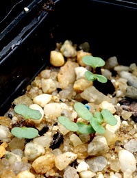 Forest Red Gum germination seedling image.