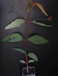 Red Ironbark six months seedling image.