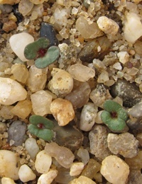 Red Ironbark germination seedling image.