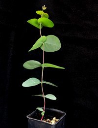 Shining  Peppermint, Promontory Peppermint six months seedling image.