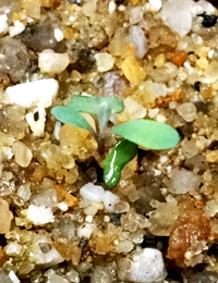 Scentbark, Creswick Apple Box germination seedling image.