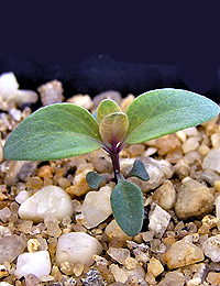 Blue Box germination seedling image.