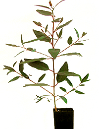 Southern Mahogany, Bangalay six months seedling image.