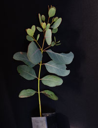 Gippsland Peppermint, Coast Peppermint six months seedling image.