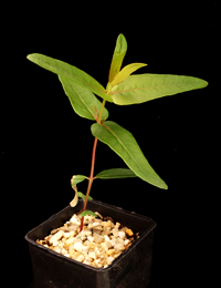 Mountain Grey Gum four months seedling image.