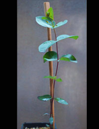 Mountain Gum six months seedling image.