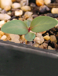 Alpine Ash,  Woollybutt germination seedling image.