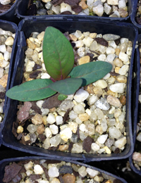 Broad-leaf Peppermint two month seedling image.