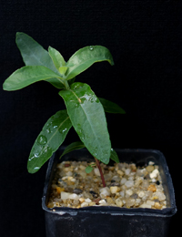 Eurabbie, Victorian Blue Gum four months seedling image.