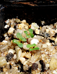 Eurabbie, Victorian Blue Gum germination seedling image.