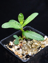 Southern Blue Gum two month seedling image.