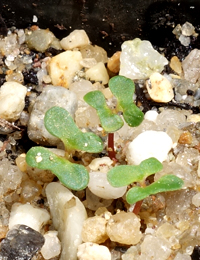 Southern Blue Gum germination seedling image.