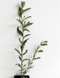 Narrow-leaved Red Mallee, March Mallee six months seedling image.