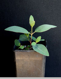 Grey Box two month seedling image.