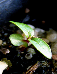 Yellow Stringybark germination seedling image.