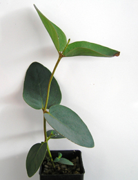 Snow Gum, White Sally two month seedling image.