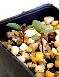 Snow Gum, White Sally germination seedling image.