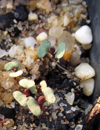 Red Box germination seedling image.