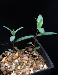 E. viminalis ssp. pryoriana (previously known as Gippsland Manna Gum) two month seedling image.