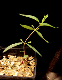 E. viminalis ssp. pryoriana (previously known as Gippsland Manna Gum) four months seedling image.