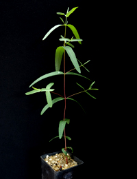 E. viminalis ssp. pryoriana (previously known as Gippsland Manna Gum) six months seedling image.