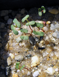 E. viminalis ssp. pryoriana (previously known as Gippsland Manna Gum) germination seedling image.