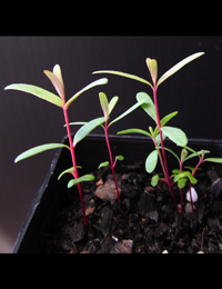 Manna Gum two month seedling image.