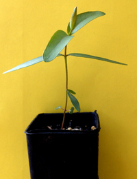 Manna Gum four months seedling image.