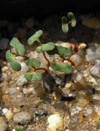 Manna Gum germination seedling image.