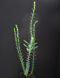 Spreading Eutaxia (previously known as Eutaxia diffusa) four months seedling image.