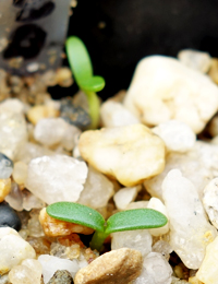 Common Eutaxia germination seedling image.