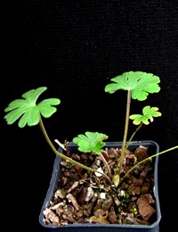 Austral Crane’s-bill four months seedling image.