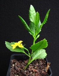 Hop Goodenia six months seedling image.