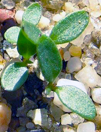 Hop Goodenia germination seedling image.