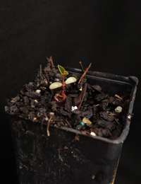 Silky Golden-tip germination seedling image.