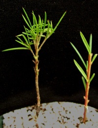 Rosemary Grevillea two month seedling image.