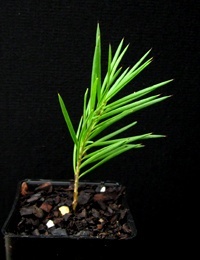 Rosemary Grevillea four months seedling image.