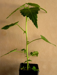 Hemp Bush four months seedling image.