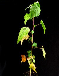 Hemp Bush six months seedling image.