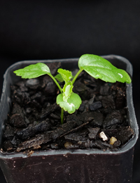 Hemp Bush two month seedling image.