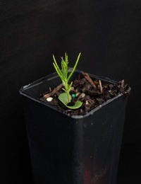 Bushy Needlewood two month seedling image.