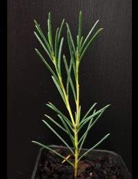 Yellow Hakea four months seedling image.