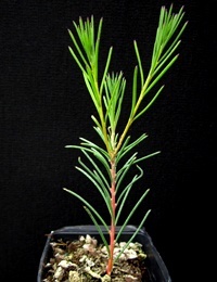 Yellow Hakea six months seedling image.