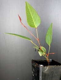 Purple Coral Pea four months seedling image.