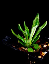 Coronidium monticola  (previously known as Pale Everlasting) two month seedling image.