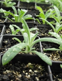 Chrysocephalum semipapposum (previously known as Clustered Everlasting) two month seedling image.