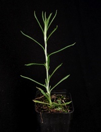 Chrysocephalum semipapposum (previously known as Clustered Everlasting) four months seedling image.