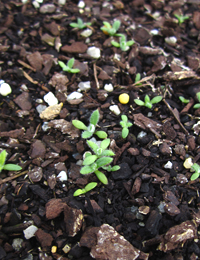 Coronidium monticola  (previously known as Pale Everlasting) germination seedling image.