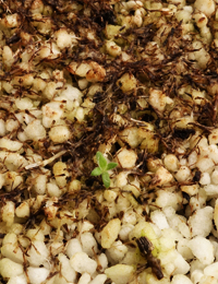 Button Everlasting germination seedling image.