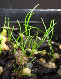 Knobby Club Rush (now known as Ficinia nodosa) germination seedling image.